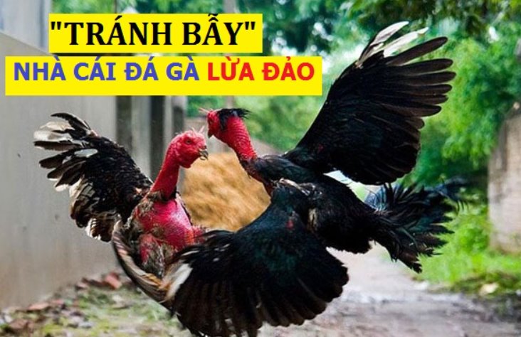 Tổng hợp các nhà cái đá gà lừa đảo cần tránh xa