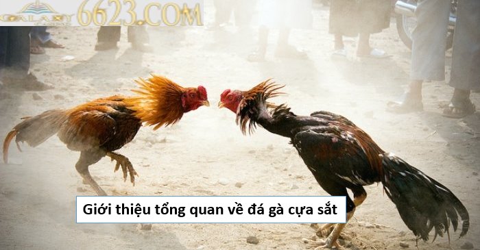 Đá gà cựa sắt là gì? Giới thiệu tổng quan về đá gà cựa sắt