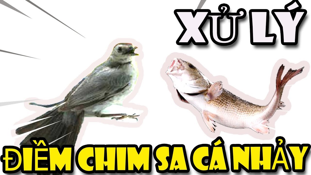 CHIM SA CÁ NHẢY ĐÁNH CON GÌ? LÀ ĐIỀM BÁO LÀNH HAY DỮ?